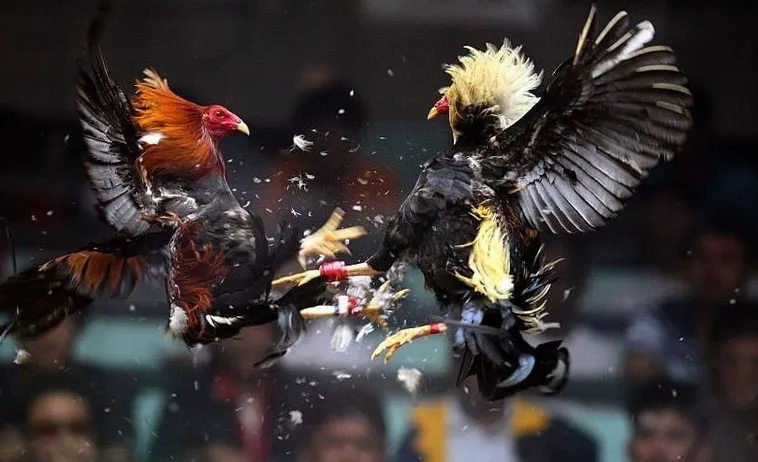 Khám Phá Cách Chơi Đá Gà WS168 Tại 88Bet Thắng Lớn Nhanh Chóng