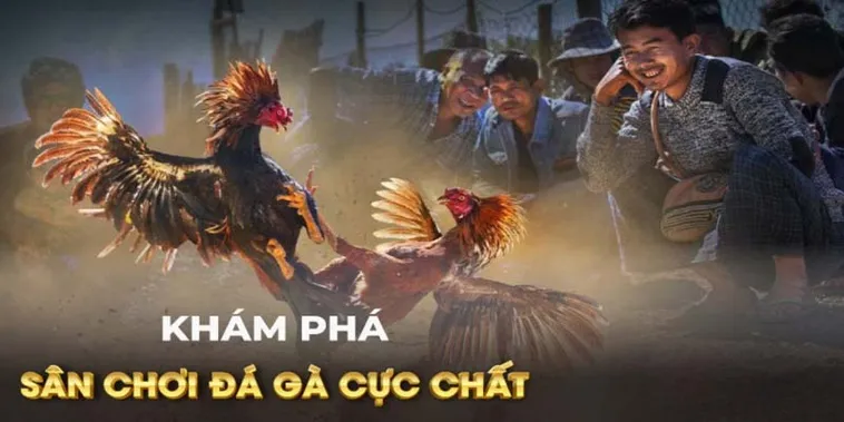 Hướng Dẫn Chơi Đá Gà GA28 Tại 88Bet: Bí Quyết Thắng Lớn